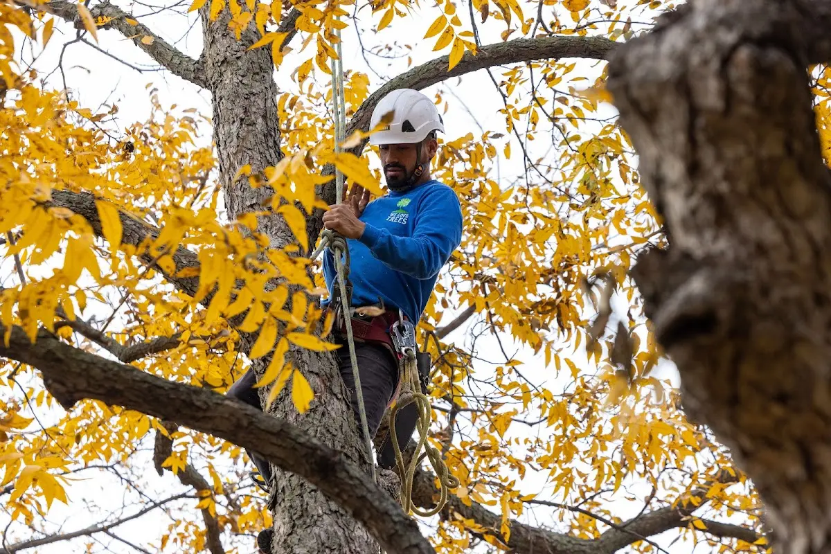 Skilled Tree Pruning crew working in Coulters