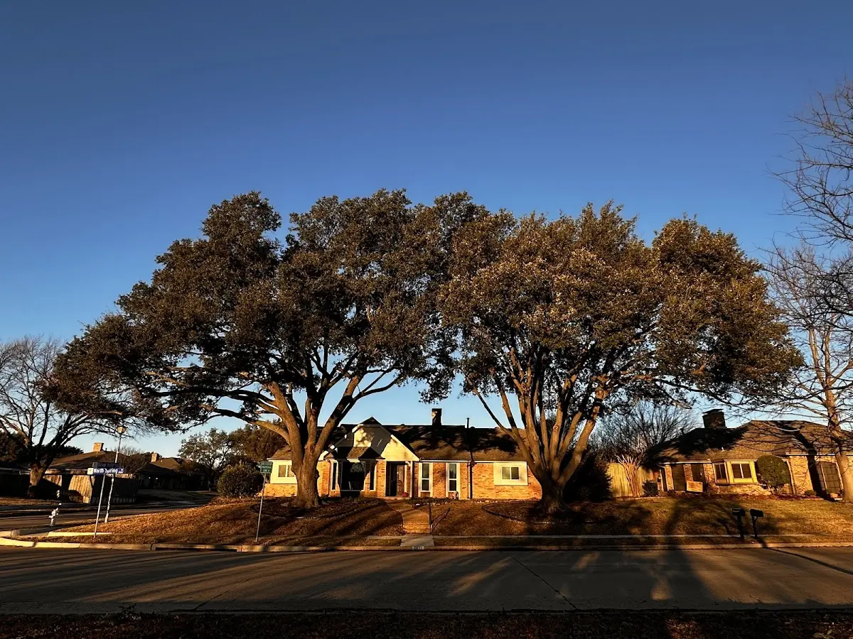 Established residential canopy tree shading a home in Coulters